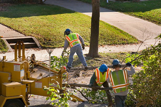 Trusted Clarks Green, PA Tree Services Experts