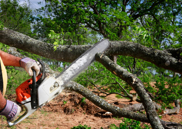 How Our Tree Care Process Works  in Clarks Green, PA